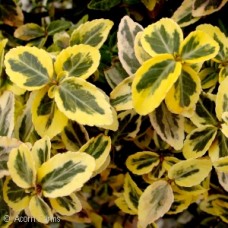 EUONYMUS FOR EMERALD N GOLD EUONYMUS FOR EMERALD N GOLD