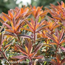 EUPHORBIA POL BONFIRE EUPHORBIA POL BONFIRE