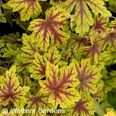 HEUCHERELLA CAPTURE THE FLAG HEUCHERELLA CAPTURE THE FLAG