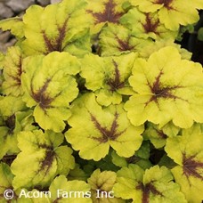 HEUCHERELLA CATCHING FIRE HEUCHERELLA CATCHING FIRE