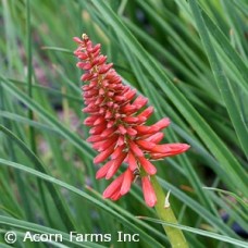 KNIPHOFIA ROCKETS RED GLARE KNIPHOFIA ROCKETS RED GLARE