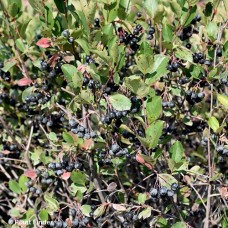 ARONIA MELANOCARPA