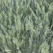 FESTUCA COOL AS ICE FESTUCA COOL AS ICE