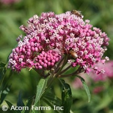 ASCLEPIAS INC CINDERELLA ASCLEPIAS INC CINDERELLA
