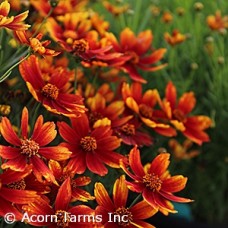 COREOPSIS VER BROAD STREET COREOPSIS VER BROAD STREET