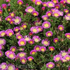 DELOSPERMA HOT PINK WONDER DELOSPERMA HOT PINK WONDER