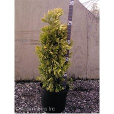 THUJA PLI FOREVER GOLDY THUJA PLI FOREVER GOLDY