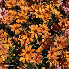 COREOPSIS NOVA AMBER