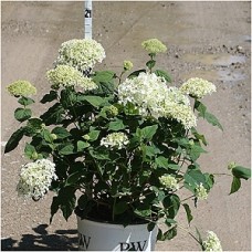 HYDRANGEA ARB INCREDIBALL HYDRANGEA ARB INCREDIBALL
