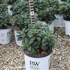 HYDRANGEA PAN TINY QUICKFIRE HYDRANGEA PAN TINY QUICKFIRE