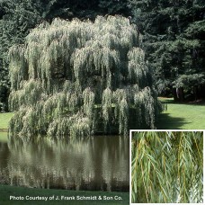 SALIX ALBA TRISTIS