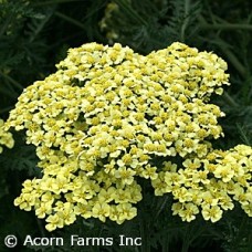 ACHILLEA SUNNY SEDUCTION ACHILLEA SUNNY SEDUCTION