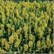AGASTACHE POQUITO BUTTER YELLW AGASTACHE POQUITO BUTTER YELLW