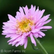 ASTER PINK ASTER PINK