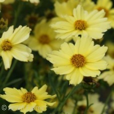 COREOPSIS CREME BRULEE COREOPSIS CREME BRULEE