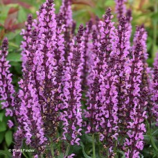 SALVIA PINK PROFUSION SALVIA PINK PROFUSION