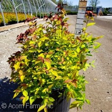 SPIRAEA X BUM GOLDFLAME SPIRAEA X BUM GOLDFLAME