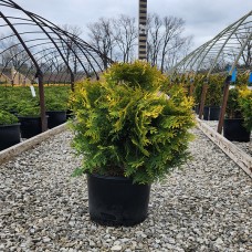 THUJA OCC GOLDEN GLOBE