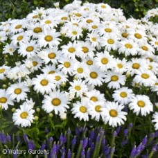LEUCANTHEMUM DAISY MAY LEUCANTHEMUM DAISY MAY