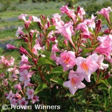 WEIGELA SONIC BLOOM PURE PINK WEIGELA SONIC BLOOM PURE PINK