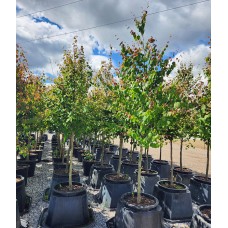 CERCIDIPHYLLUM JAPONICUM