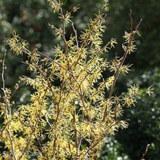 HAMAMELIS VIRGINIANA HAMAMELIS VIRGINIANA