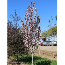 MALUS CORAL SPEAR MALUS CORAL SPEAR
