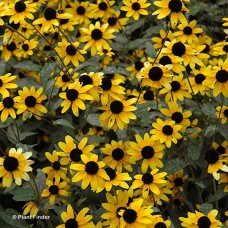 RUDBECKIA TRILOBA