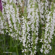 SALVIA WHITE PROFUSION