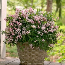 DEUTZIA YUKI CHERRY BLOSSOM DEUTZIA YUKI CHERRY BLOSSOM