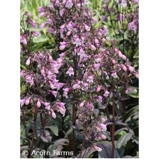 PENSTEMON MIDNIGHT MASQUERADE PENSTEMON MIDNIGHT MASQUERADE