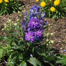 DELPHINIUM KINGSLEY DELPHINIUM KINGSLEY