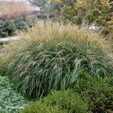 MISCANTHUS SIN ADAGIO MISCANTHUS SIN ADAGIO