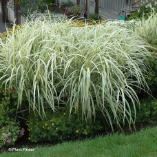 MISCANTHUS SIN VARIEGATUS