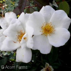 ROSA KNOCK OUT WHITE SHR ROSA KNOCK OUT WHITE SHR