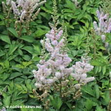 ASTILBE CHI PUMILA ASTILBE CHI PUMILA