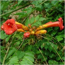CAMPSIS RADICANS CAMPSIS RADICANS