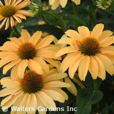 ECHINACEA ONE IN A MELON ECHINACEA ONE IN A MELON