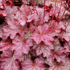 HEUCHERA BERRY SMOOTHIE HEUCHERA BERRY SMOOTHIE