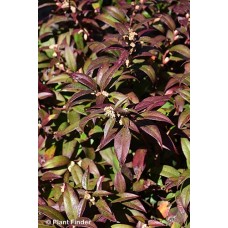 LEUCOTHOE FON SCARLETTA