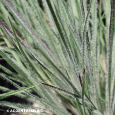SCHIZACHYRIUM HA HA TONKA SCHIZACHYRIUM HA HA TONKA