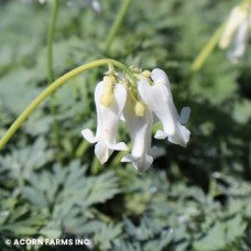 DICENTRA WHITE DIAMONDS DICENTRA WHITE DIAMONDS