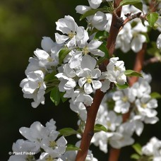MALUS 4 IN 1