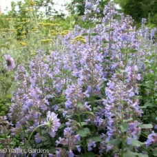 NEPETA MUS BLUE WONDER NEPETA MUS BLUE WONDER