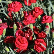 DIANTHUS PASSION DIANTHUS PASSION