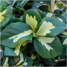 EUONYMUS FOR MOONSHADOW EUONYMUS FOR MOONSHADOW