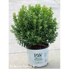 ILEX GLABRA STRONGBOX ILEX GLABRA STRONGBOX