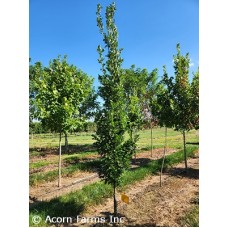 QUERCUS SCARLET LETTER QUERCUS SCARLET LETTER