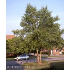 BETULA NIGRA BETULA NIGRA