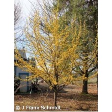 CORNUS MAS CORNUS MAS